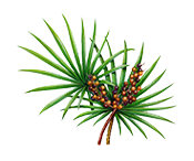 page_serenoa
