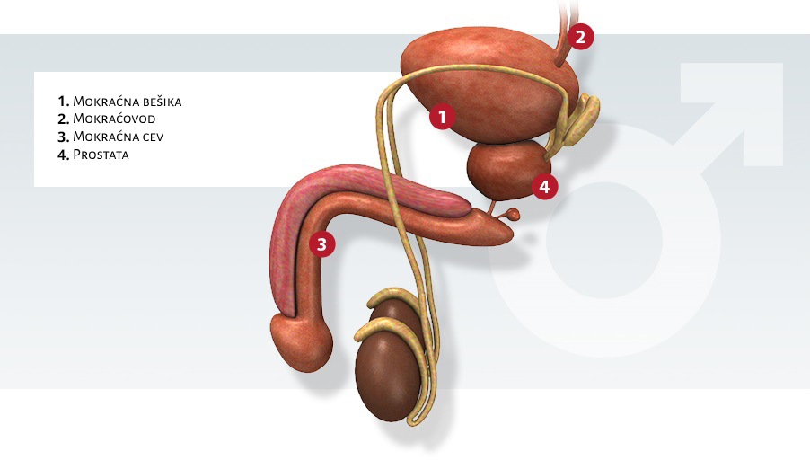 page_prostata